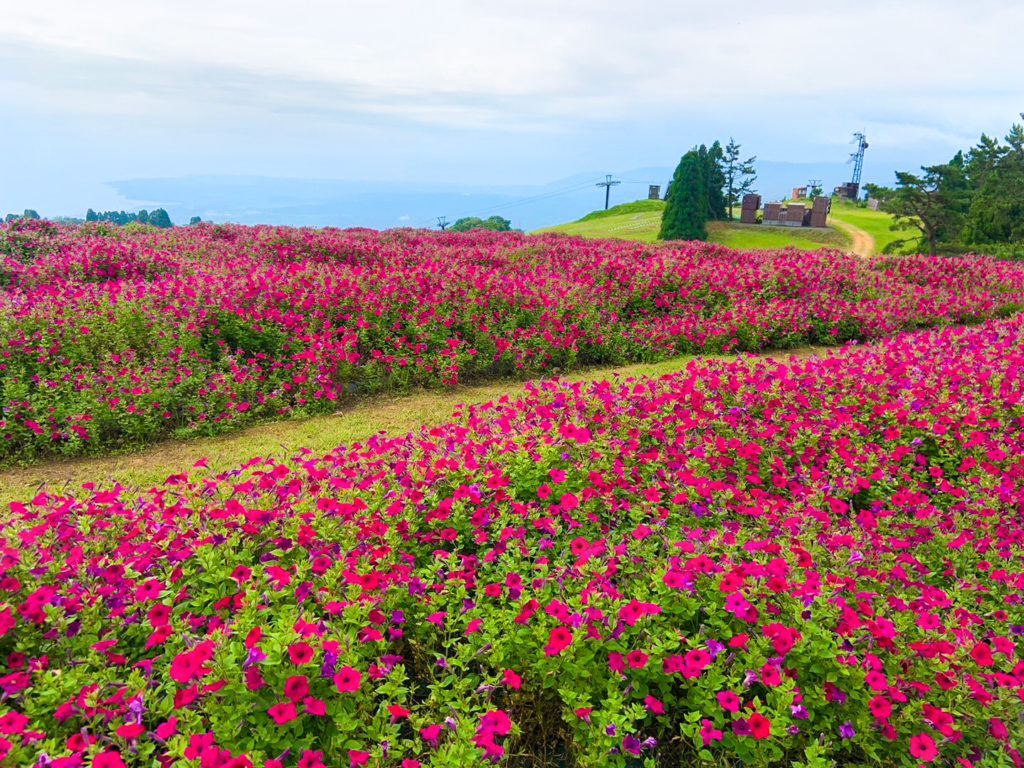 京 でかけよう Vol 84 天空の花畑 びわこ箱館山 Foresight