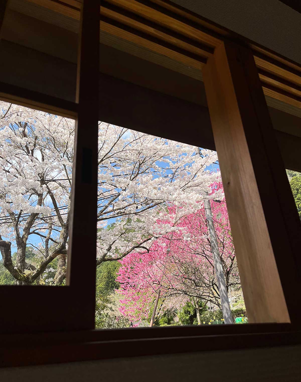 カフェの窓から見える桜と花桃