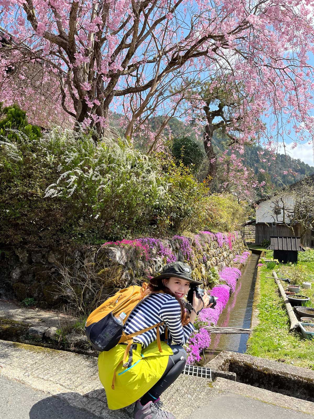 美山　石垣の芝桜をパシャリ
